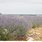 Photo session in lavender field
