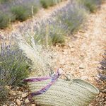 Photo session in lavender field