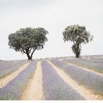 Photo session in lavender field
