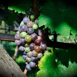 Visiting Real Cortijo Winery
