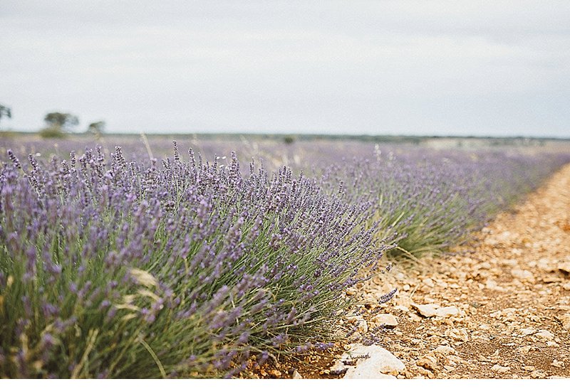 Wedding in lavender field