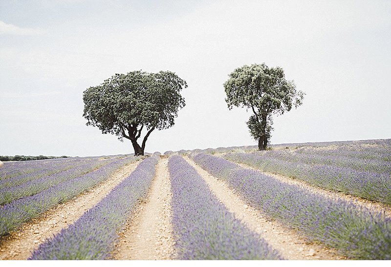 Wedding in lavender field