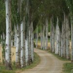 Finca Santa Eufemia - Perfect Venue