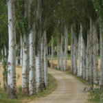 Finca Santa Eufemia - Perfect Venue