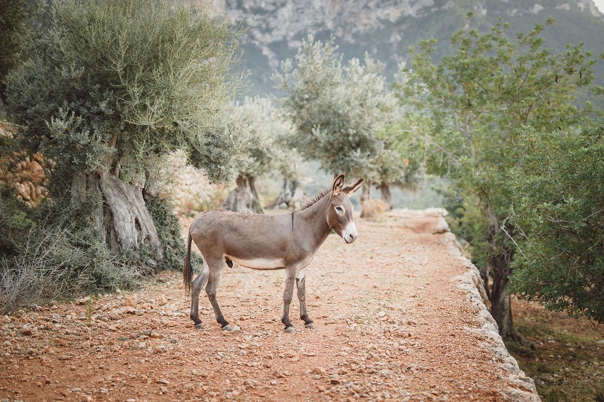 What to do in Mallorca