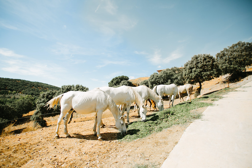 Boda de ensueño en el Palacete de la Finca del Monte de Cutamilla