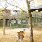 granja