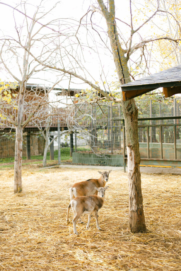 granja