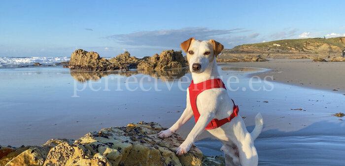 Playas para ir con perro