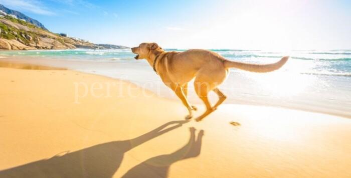 Playas para ir copn perro