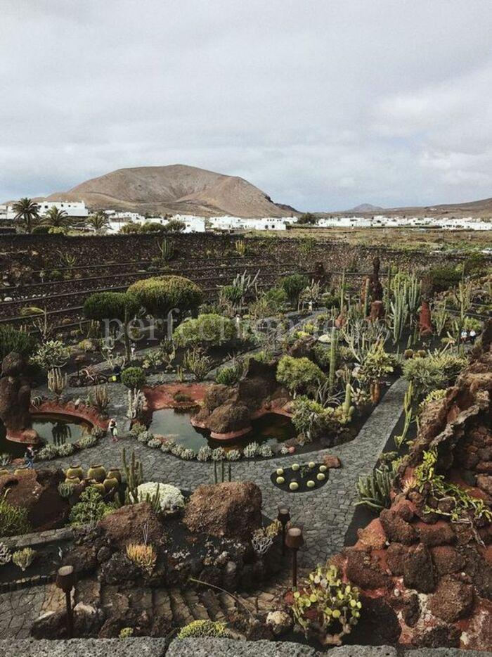 Jardín de Cactus - Pinterest