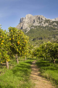 Proposal at Sa Vinyassa / Photo via ECOVINYASSA