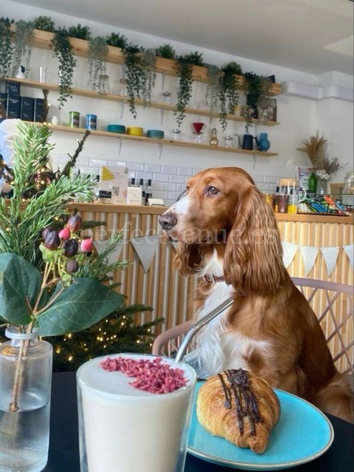 Restaurante pet friendly / photo via Pinterest