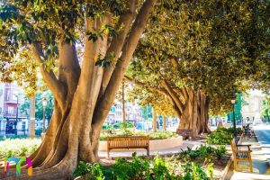 pedida de mano en Murcia en el jardín de Floridablanca