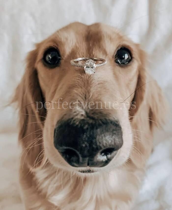 Pet Proposal / Photo via Pinterest Pet Proposal / Photo via Pinterest