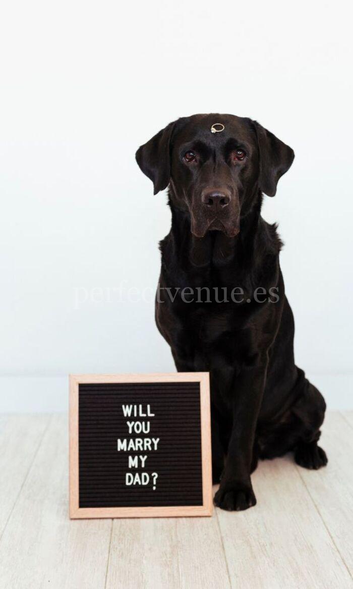 Pet Proposal / Photo via Pinterest Pet Proposal / Photo via Pinterest