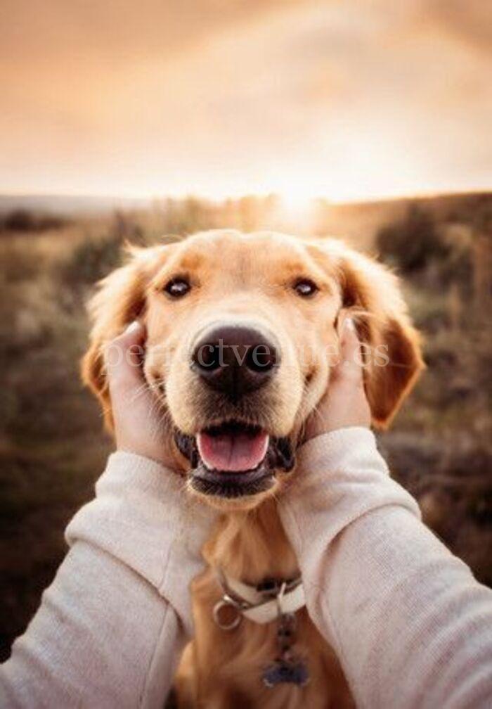 Pet Proposal / Photo via Pinterest Pet Proposal / Photo via Pinterest