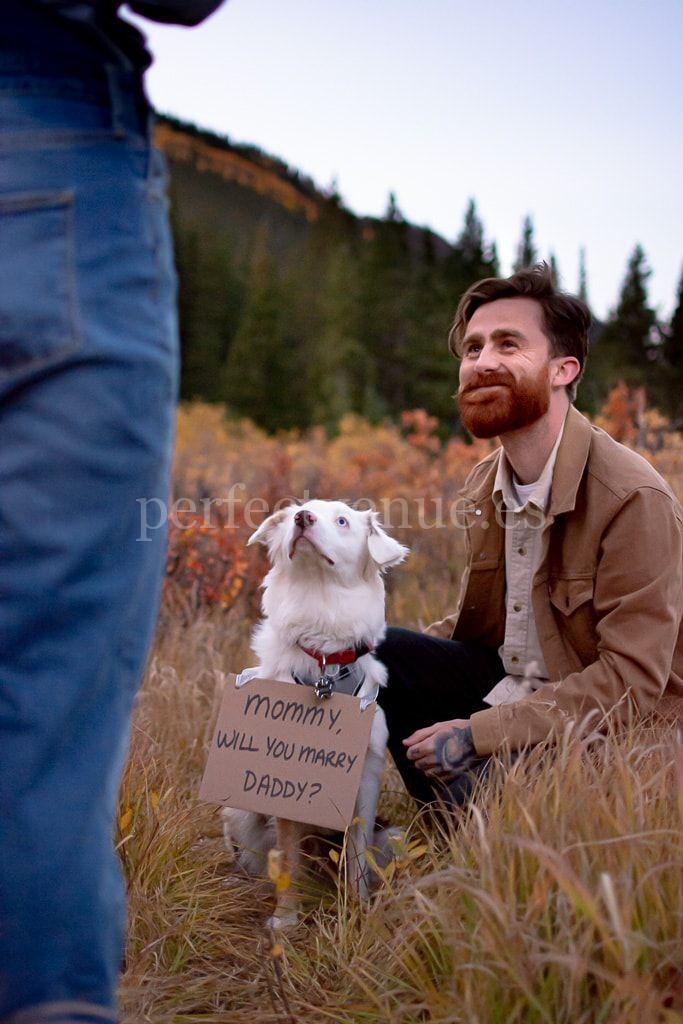 Pet Proposal / Photo via Pinterest Pet Proposal / Photo via Pinterest