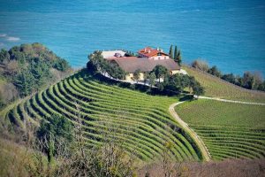 Winery marriage proposal in Getaria