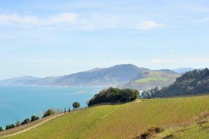 Winery marriage proposal in Getaria