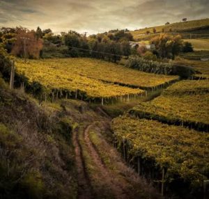 Marriage proposal in a spanish winery / Perfect Venue