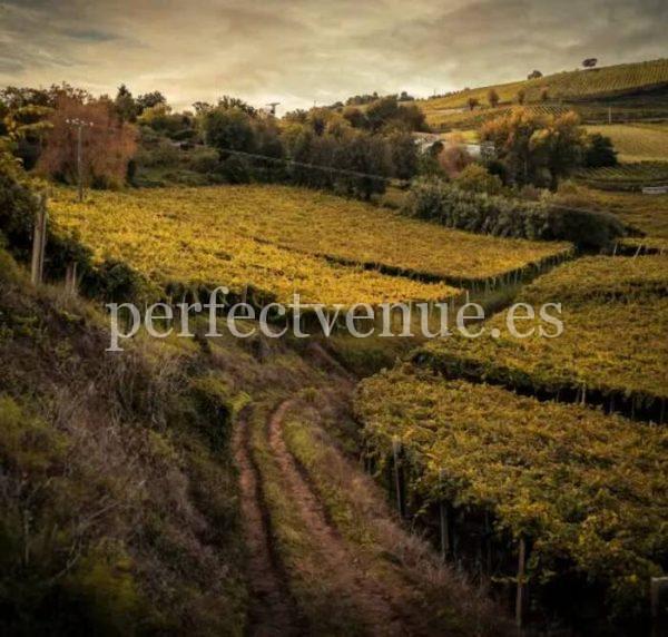 Marriage proposal in a spanish winery / Perfect Venue
