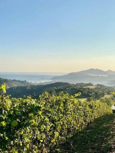 Marriage proposal in a spanish winery / Perfect Venue