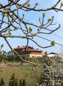 Marriage proposal in a spanish winery / Perfect Venue