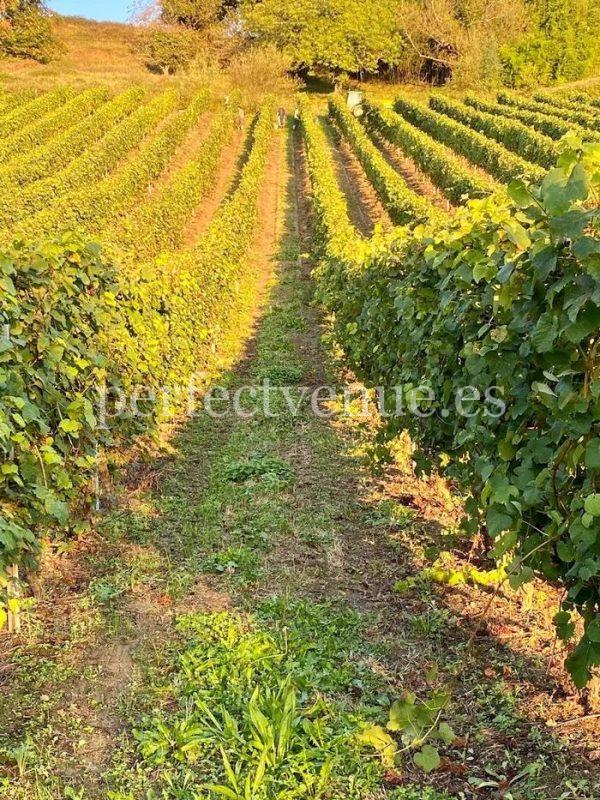 Marriage proposal in a spanish winery / Perfect Venue